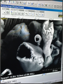 SEM Image from iLEAD SCVi